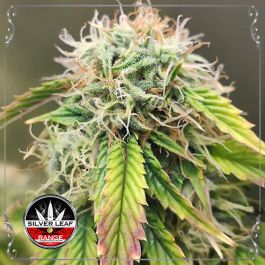 Auto Gelato #41