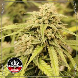 Auto Wedding Cake