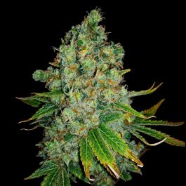 Auto Blue Dream