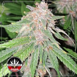 Blue Velvet Candy Auto