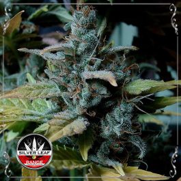 Auto Amnesia Haze