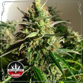 Auto Forbidden Fruit 