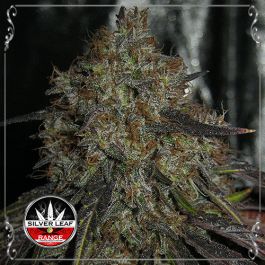 Auto Money Fruit