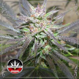 Auto Big Bud