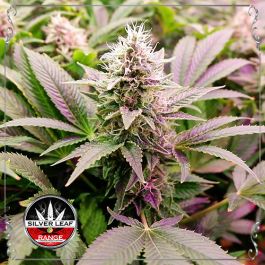 Blue Gelato #41