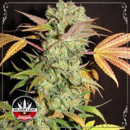 Critical Crack OG
