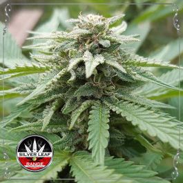 Gorilla Zkittlez