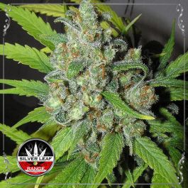 OG Kush