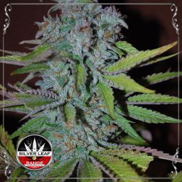 Auto Lemon Haze 