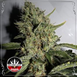Lemon Haze