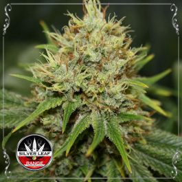 Northern Light