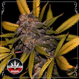 Auto Purple Punch