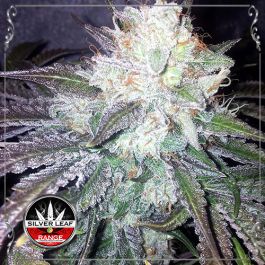 Skywalker Cookies