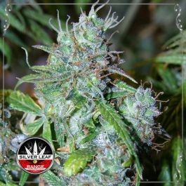 Auto Sour Diesel 