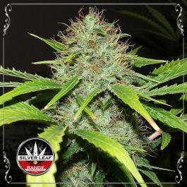Auto White Widow 