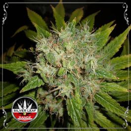 White Widow
