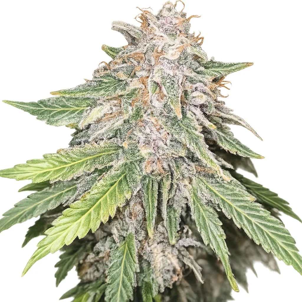 Premium Cannabis Seeds
