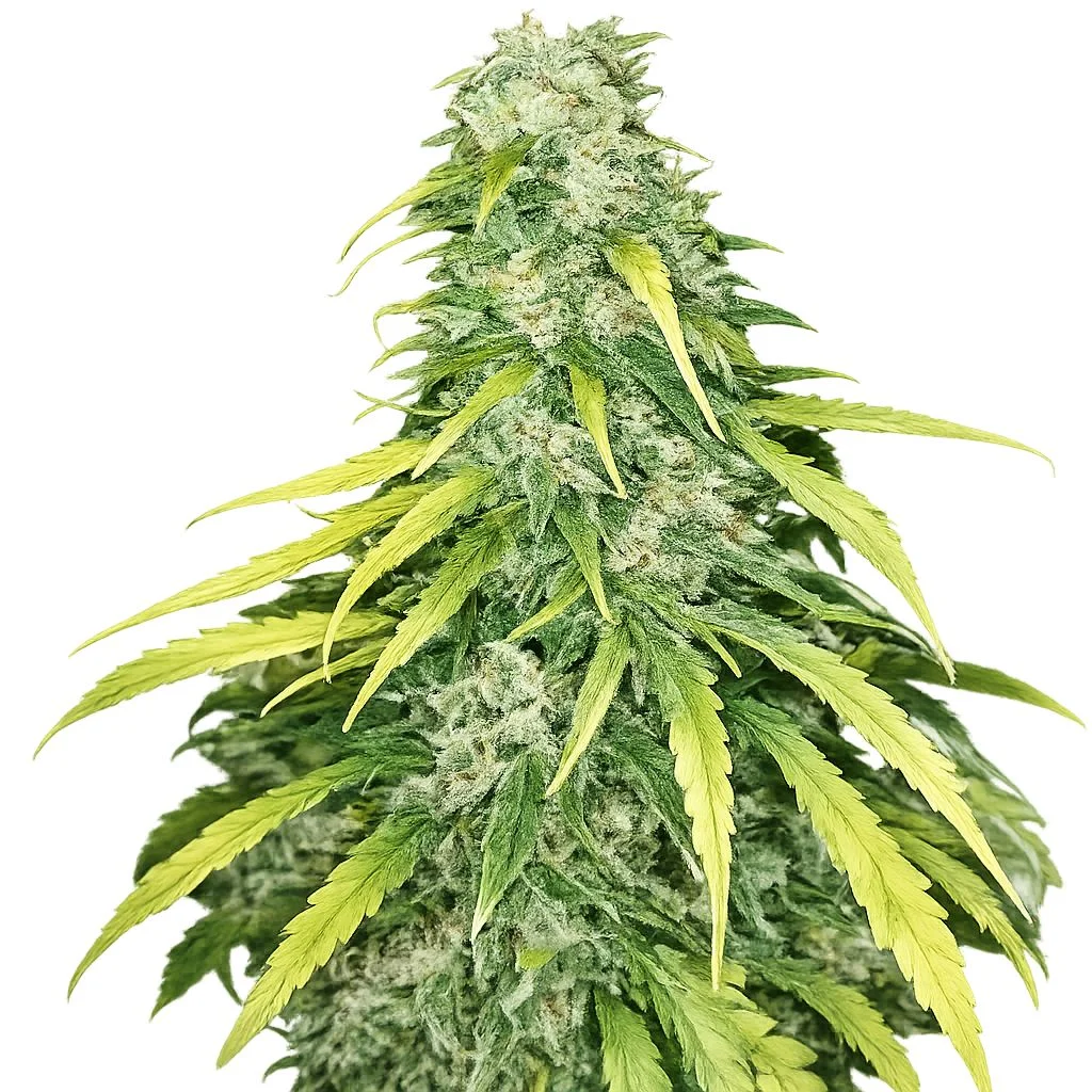 Reliable Cannabis Genetics
